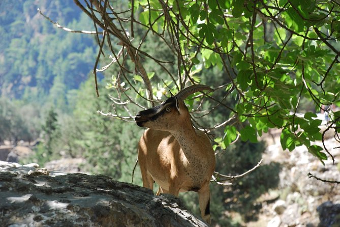 Samaria Gorge Trek: Full-Day Excursion from Rethymno with Guide - Water, footing, and small “leg-saving” moves