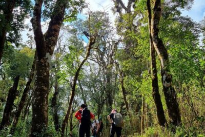 Sapa 1 day trek with local guide to the village by Comlam - Sapa to Village Country: Rice Fields, Bamboo Forest, and Mountain Paths