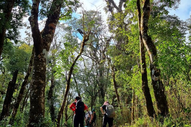 Sapa 1 day trek with local guide to the village by Comlam - Sapa to Village Country: Rice Fields, Bamboo Forest, and Mountain Paths