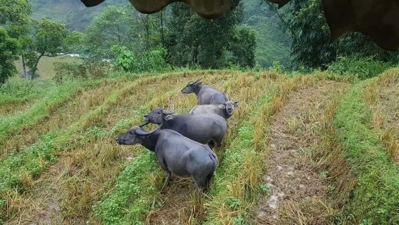 SAPA: 1-DAY TREKKING TOUR WITH LOCALS, LUNCH & RICE FIELDS - Small-group trekking with locals: what you gain (and what you give up)
