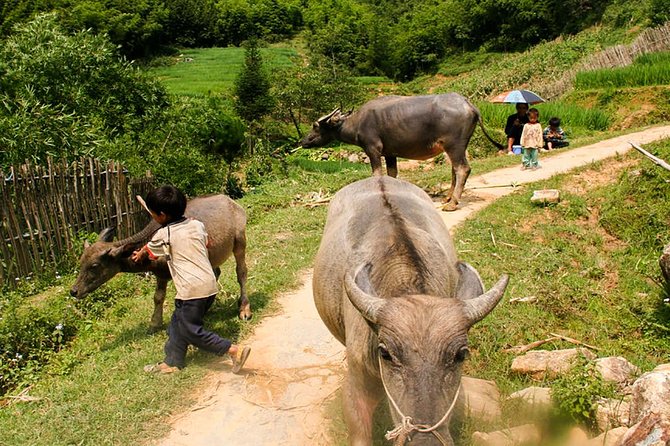 Sapa Easy Trekking Tour 1 Day - Rice Paddies and Cultures - Price and value: what you get for $40