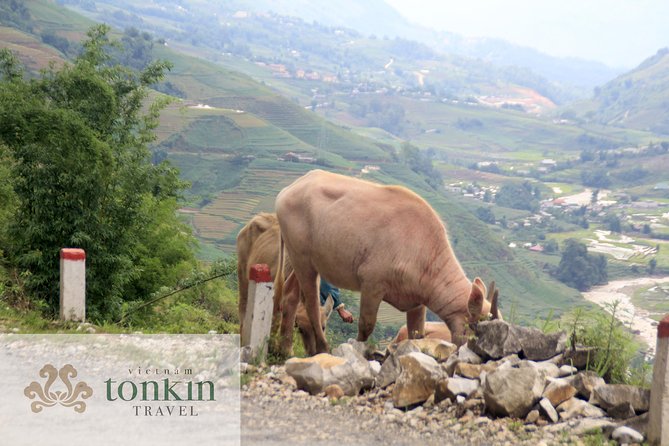 Sapa hard trekking villages homestay 3days/ 2nights tour - amazing culture - Price and logistics: is $110 good value for this trek?