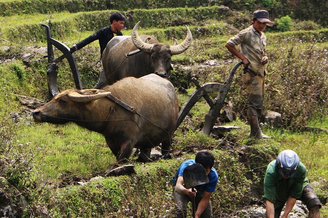 Sapa Hmong Family Trekking Adventures - Key Things I’d Focus On Before Booking