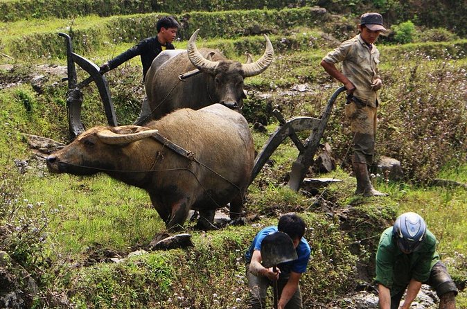 Sapa Hmong Family Trekking Adventures - Weather, Terrain, and Packing for Sapa Reality