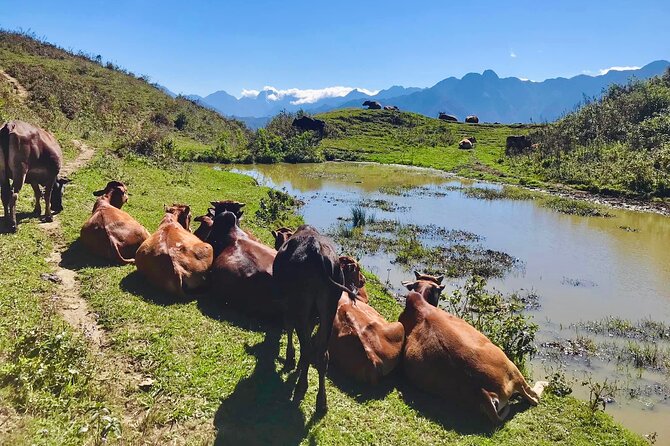 Sapa The Hidden Trail Trek 1 Day - Mountain & Rice Valley - Lunch in the middle of the hike: filling, local, and sometimes not perfect