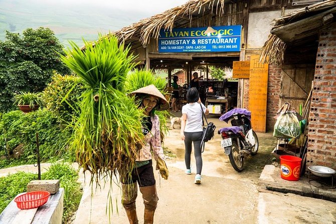 Sapa trekking 2days by bus from Hanoi ( over night in homestay) - What the homestay adds (beyond a place to sleep)