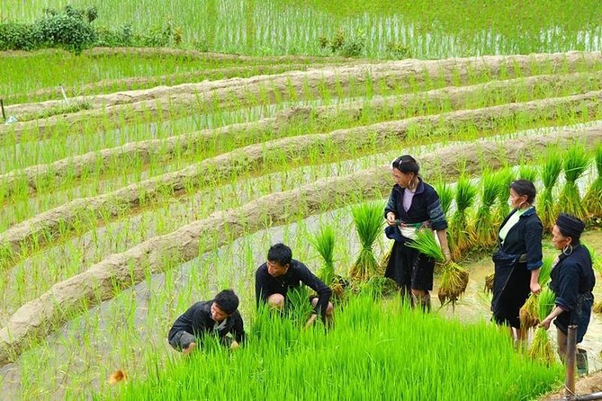 Sapa Trekking Tour 2 Days 1 Night By Bus - Guides and group size: keeping it small enough to be real