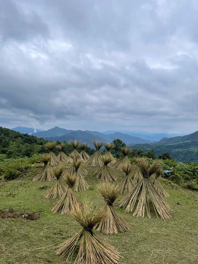 Sapa: Y Linh Ho - Lao Chai, and Ta Van Trekking Day Tour - Rice Terraces, Village Time: What This Sapa Day Trek Really Offers
