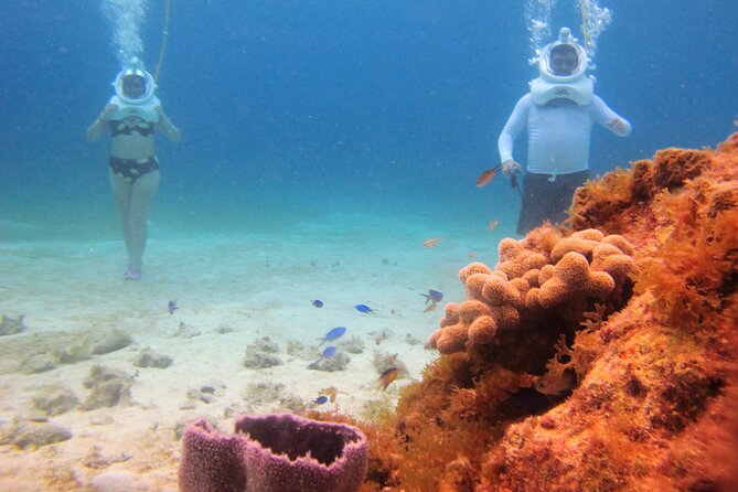 Sea Trek Adventure at Chankanaab National Park - Price and value: $79 plus Chankanaab park entry