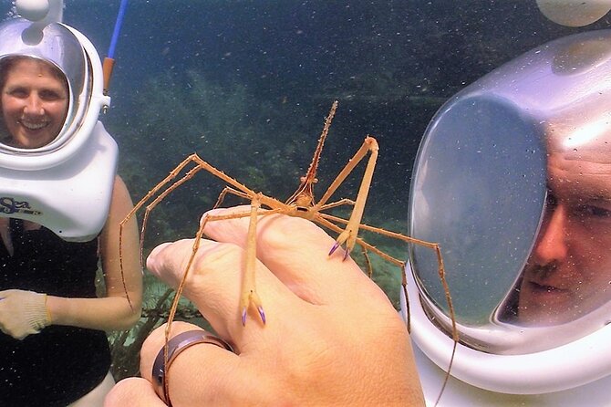 Sea Trek Helmet Dive at Coral World Ocean Park - Underwater Life You’ll Actually See (And What You Might Not)