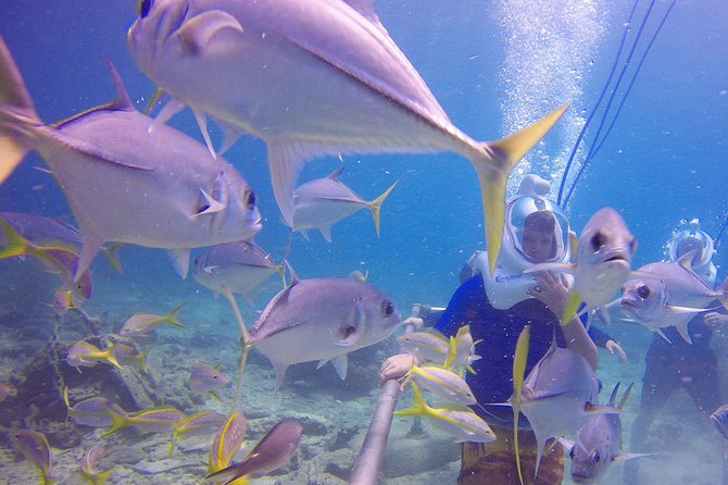 Sea Trek Helmet Dive at Coral World Ocean Park - The Photo Question: What You Can Capture and How