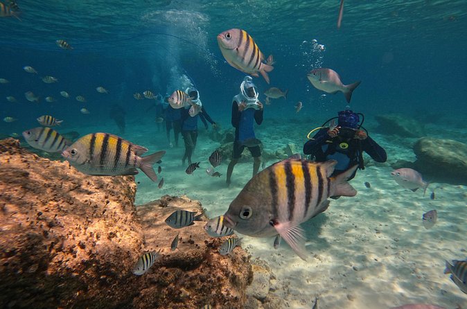 Sea Trek Underwater Walk in Tenerife – No Swimming Required - Volcán El Teide in the plan: what it means (and what it doesn’t)
