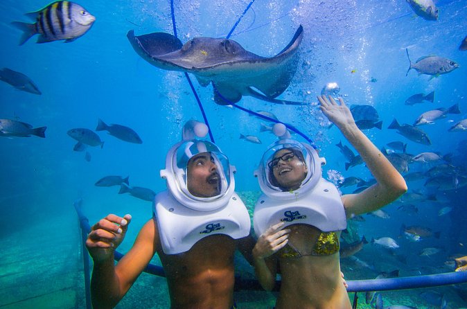 Sea Trek Underwater Walk in Tenerife – No Swimming Required - What you’ll actually see on the seabed