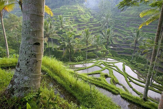 Selogriyo Temple and Trekking Java Rice Terraces, hidden waterfall -Nature Java - Pacing: slow and calm, with one tougher return climb