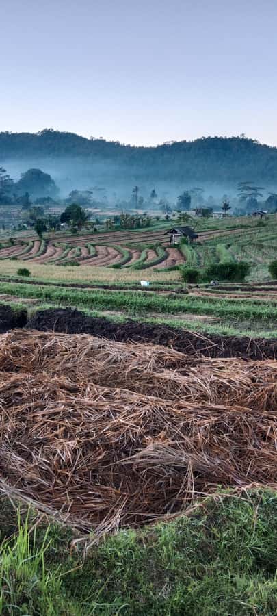 Sidemen rice terraces trek and local village walk - Price and what $17 covers (and what it doesn’t)
