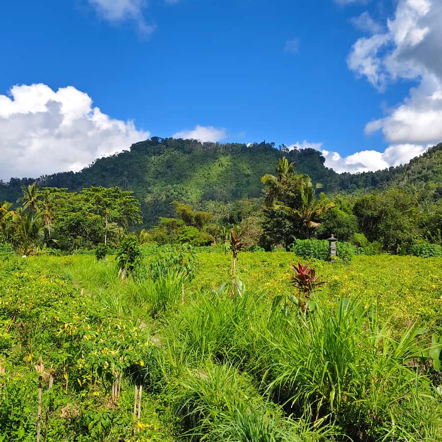 Sidemen rice terraces trek and local village walk - Views, photos, and how the route stays photogenic