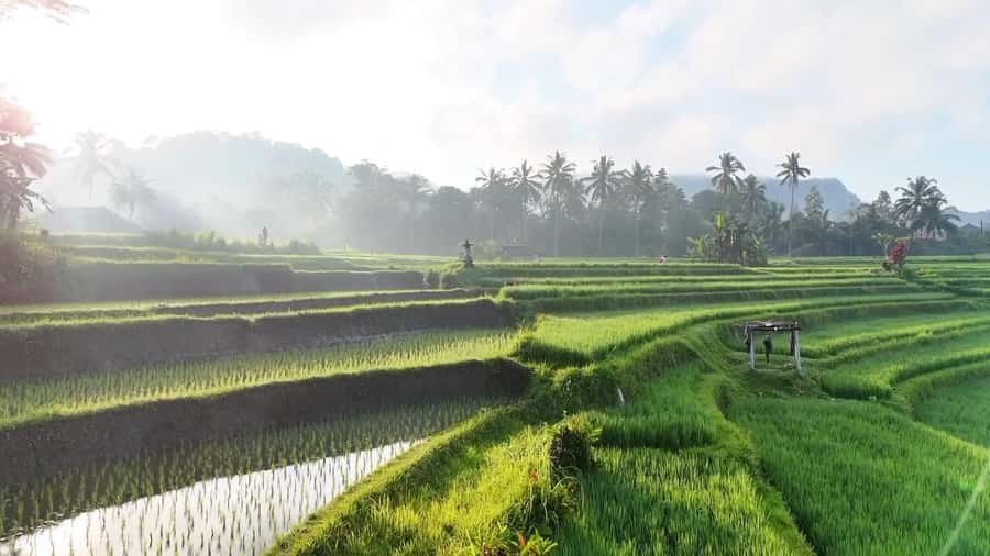 Sidemen rice terraces trek and local village walk - Where you meet: Ming homestay at Tabola, or pickup in central Sidemen
