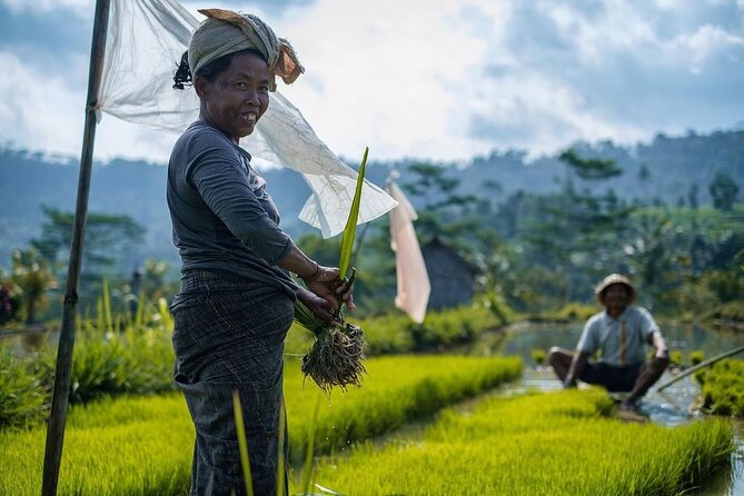 Sidemen Trekking: A Walk from a Different Perspective - Sidemen rice terraces from a local walking line
