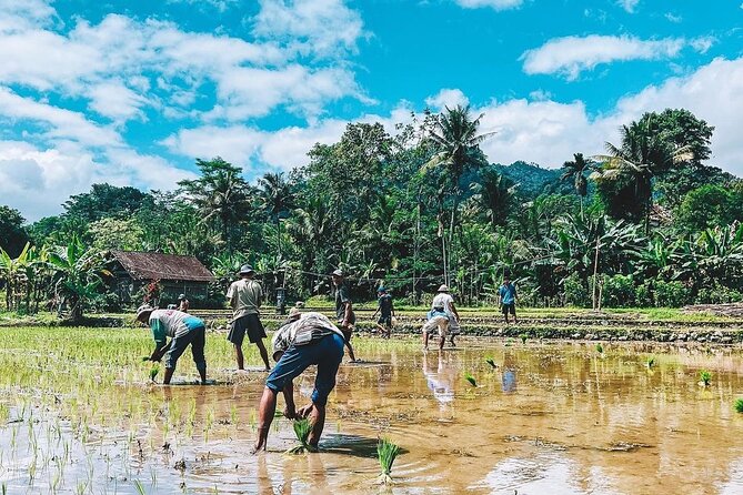 Sidemen Trekking: A Walk from a Different Perspective - How the rice farming stories turn into real understanding