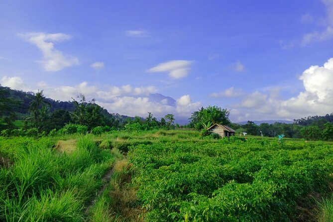 Sidemen Trekking with Cultural Encounters and Nature Views - Lepusa Sidemen trekking: farming trails with real working scenery