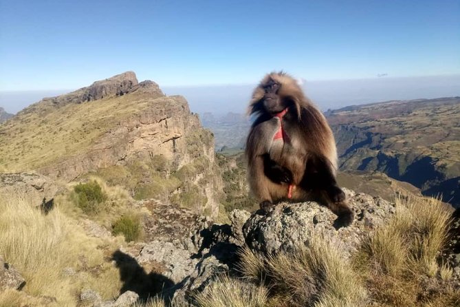 Simien Mountains Trekking Adventure - Why This 3-Day Simien Trek Feels Like Real-World Value