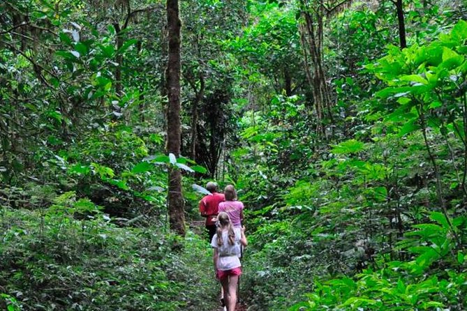 Sinharaja Rainforest Trekking Private Day Trip with Local Lunch - Key highlights I’d prioritize before booking