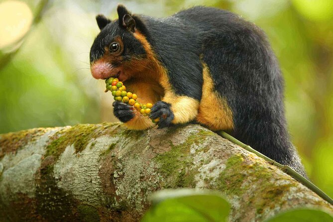 Sinharaja Rainforest Trekking Private Day Trip with Local Lunch - Leech socks: the small item that changes the whole trek