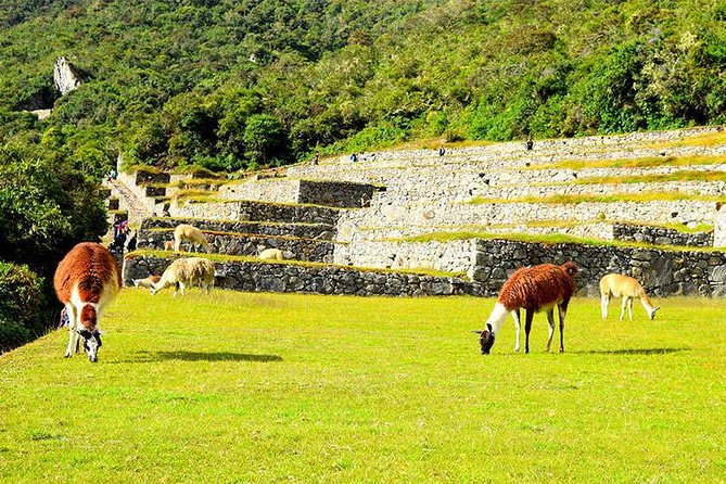 Small Group: 4-Day Inca Trail Trek to Machu Picchu - Day 3 Cloud Forest to Wiñayhuayna: Ruins, Pass Views, and a Flow State