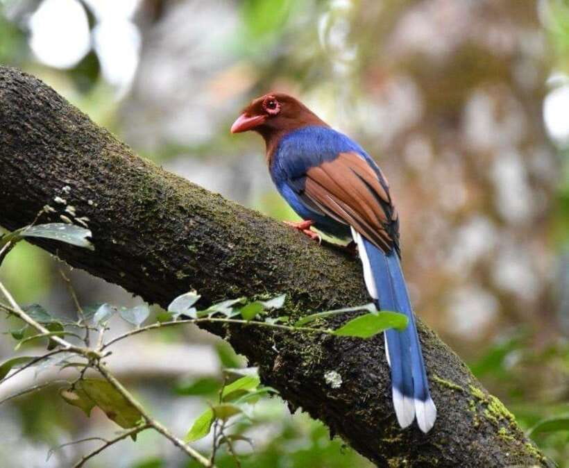 Sri Lanka : Sinharaja Rainforest Guided Trek with Pickup - Key Things You’ll Care About