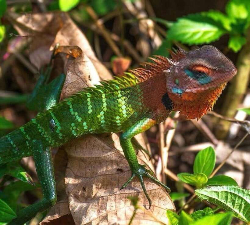 Sri Lanka : Sinharaja Rainforest Guided Trek with Pickup - Sinharaja Rainforest: Why This UNESCO Trek Feels Worth the Time