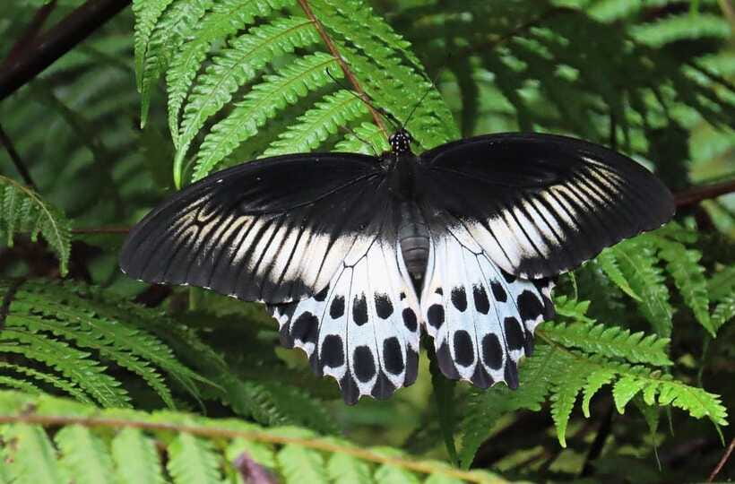 Sri Lanka : Sinharaja Rainforest Guided Trek with Pickup - Wildlife Chances: Birds, Langurs, Reptiles, Frogs, and Insects