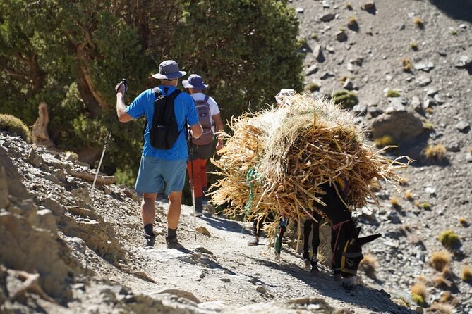Summiting and Hiking the Atlas Mountains Day Trek from Marrakech - Hiking Through Toubkal National Park to Isk (Around 2,500–2,600m)