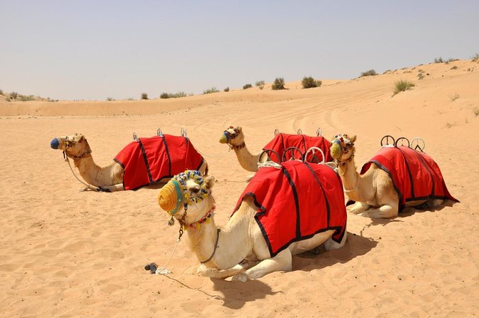Sunset Camel Trek & Red Dunes Safari with BBQ at Al Khayma Camp From Dubai - Key Things I’d Book This For