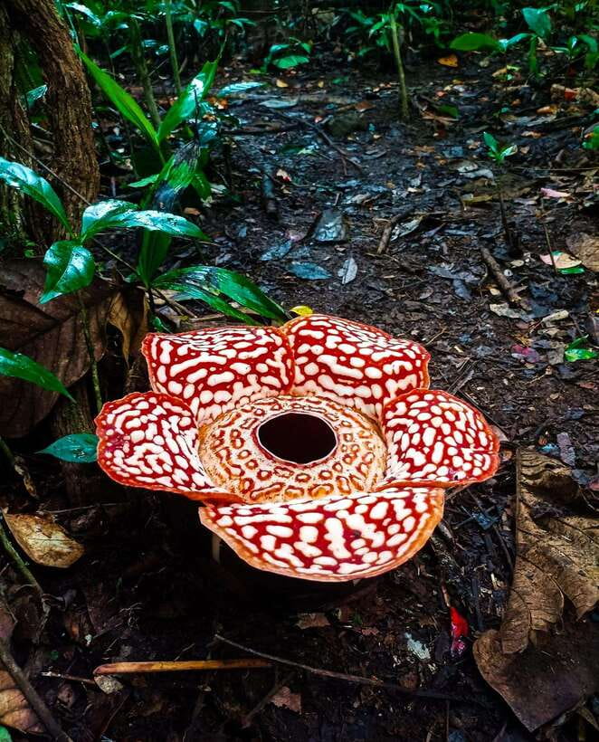 Tambunan: Rafflesia Flower Trekking with Rustic Lunch - Key things that make this tour worth considering