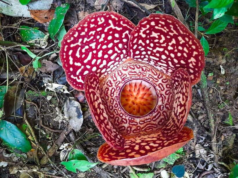 Tambunan: Rafflesia Flower Trekking with Rustic Lunch - Rafflesia in Tambunan: why this flower hunt is so different