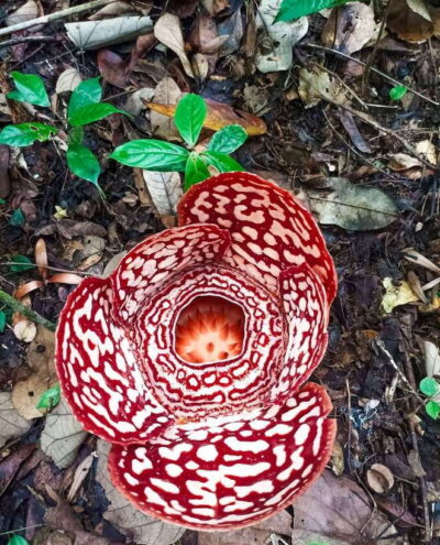 Tambunan: Rafflesia Flower Trekking with Rustic Lunch - From Kota Kinabalu to Tambunan: pickup, drive, and timing