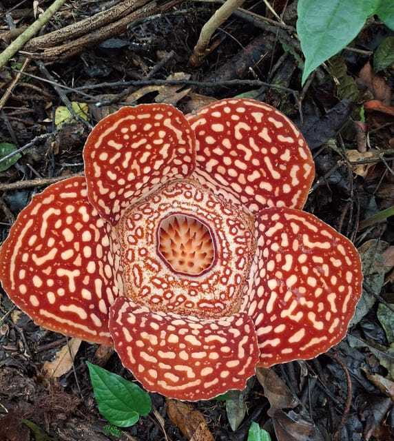 Tambunan: Rafflesia Flower Trekking with Rustic Lunch - Who should book this Tambunan Rafflesia trek (and who should skip it)