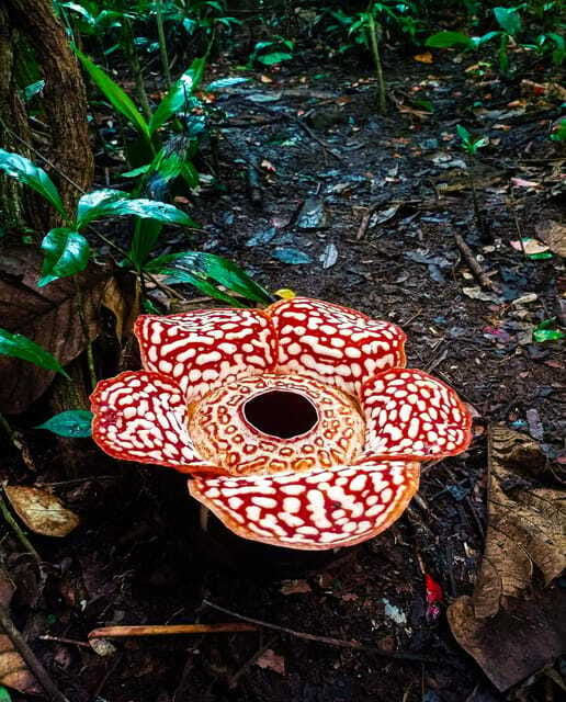 Tambunan: Rafflesia Flower Trekking with Rustic Lunch - FAQ