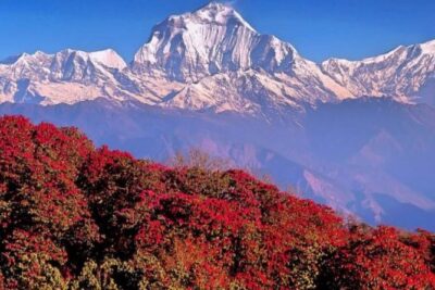 The Best of Nepal : 5-Day Trek to Ghorepani Poon Hill & Ghandruk - Ghorepani to Ghandruk: Village Trekking, Not Just Peak Chasing
