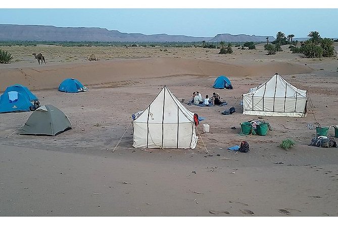 The secret of the camel trekking desert - Key highlights that matter on the ground