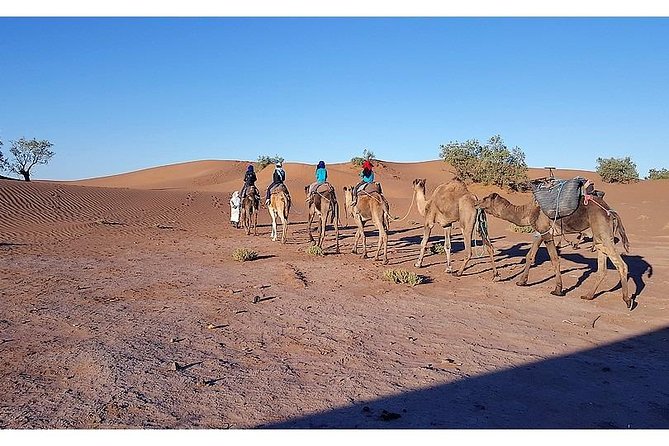 The secret of the camel trekking desert - Sidi Naji dunes to Ouled Driss: the days that make stargazing feel personal