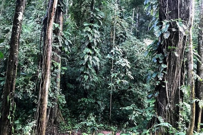 The Ultimate Hiker’s Choice - 5 days forest trek with homestay and camping - Small group size (max eight): the hidden advantage in the jungle