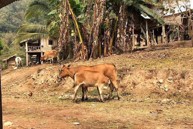 The Ultimate Hiker’s Choice - 5 days forest trek with homestay and camping - Day 5: Lantan villages, hilltop views, and back to town around 16:30