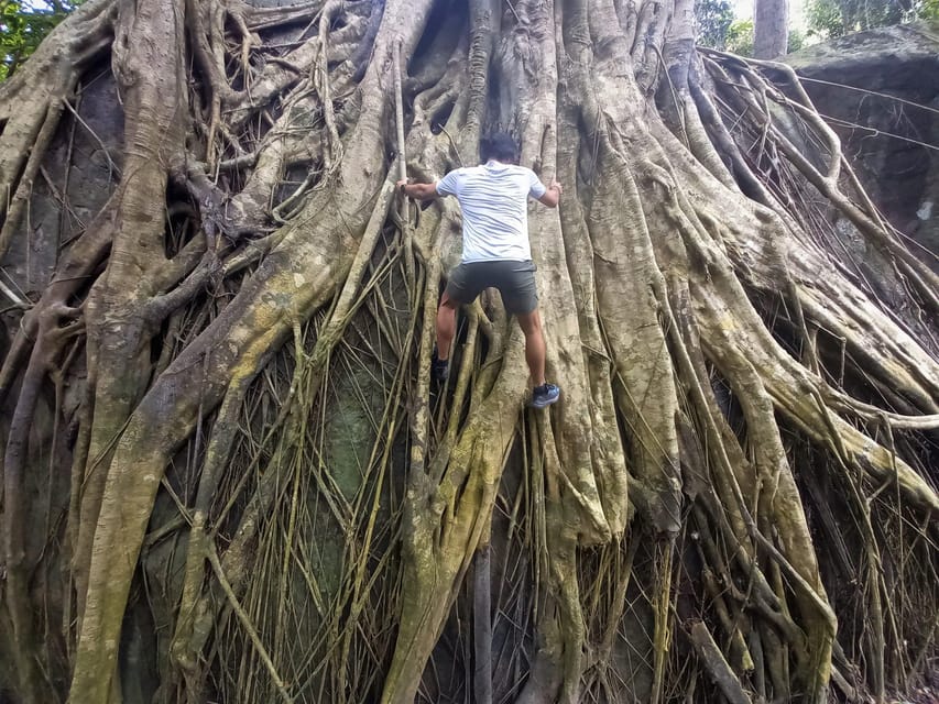 Tien Son Dinh 1-Day Trekking Tour Phu Quoc - What you’ll see in the Tien Son Dinh forest (and why it’s more than scenery)