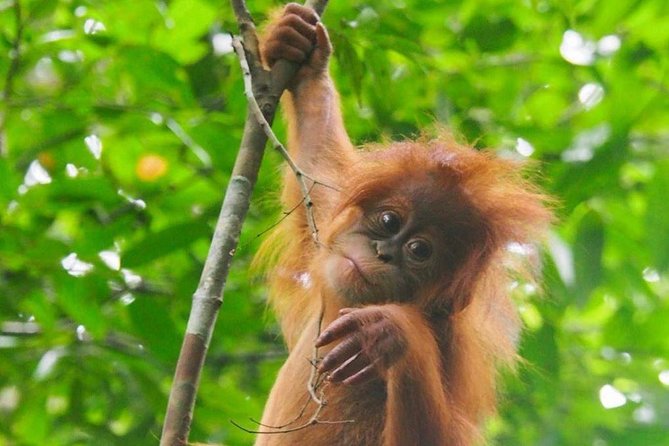 TOUR PACKAGE (jungle trekking, taxi, Room) 4 DAYS 3 NIGHTS in BUKIT LAWANG - Why this Bukit Lawang trek feels more organized than most