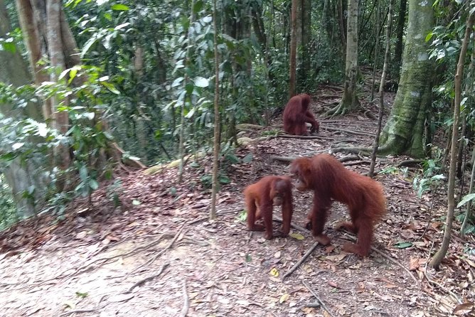TOUR PACKAGE (jungle trekking, taxi, Room) 4 DAYS 3 NIGHTS in BUKIT LAWANG - Day 1 in Bukit Lawang: easy arrival and settling in