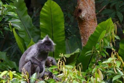 TOUR PACKAGE (jungle trekking, taxi, Room) 4 DAYS 3 NIGHTS in BUKIT LAWANG - Price and what you’re really paying for