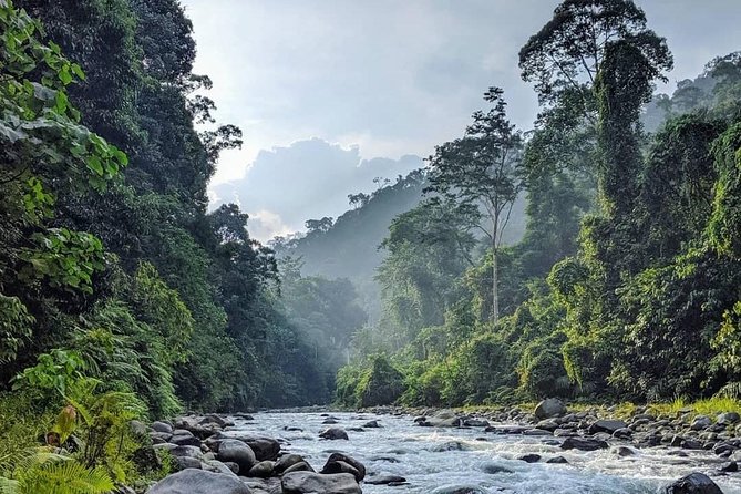 TOUR PACKAGE (jungle trekking, taxi, Room) 4 DAYS 3 NIGHTS in BUKIT LAWANG - Day 2: Gunung Leuser National Park wildlife day (orangutans search)
