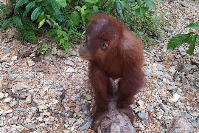 TOUR PACKAGE (jungle trekking, taxi, Room) 4 DAYS 3 NIGHTS in BUKIT LAWANG - Day 2 night: camping in the rainforest zone