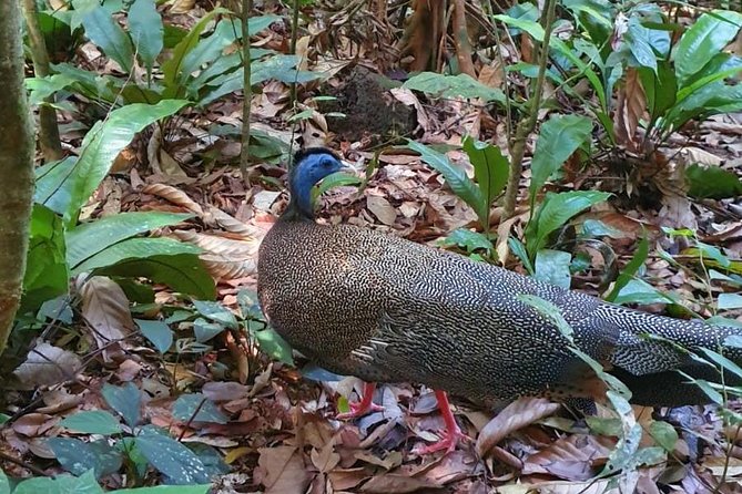 TOUR PACKAGE (jungle trekking, taxi, Room) 4 DAYS 3 NIGHTS in BUKIT LAWANG - Day 4: back to Medan and the end of the jungle block